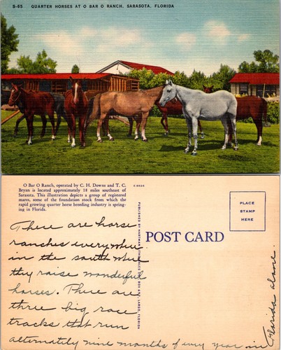 Cartolina quarter horses - cartolina, o